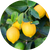 Citrus Extract