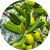 Olive Extract